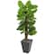 5ft. Large Leaf Philodendron Plant in Slate Planter